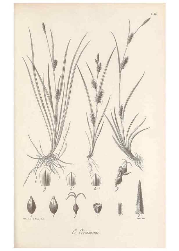 Reproducción/Reproduction 48683071957: Illustrations of the genus Carex. London :William Pamplin,1858-1867.. 