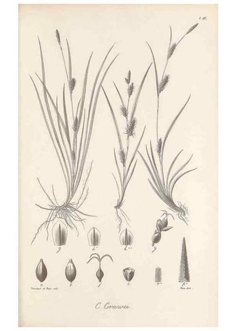Reproducción/Reproduction 48683071957: Illustrations of the genus Carex. London :William Pamplin,1858-1867.. 