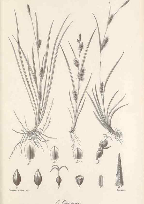 Reproducción/Reproduction 48683071957: Illustrations of the genus Carex. London :William Pamplin,1858-1867.. 