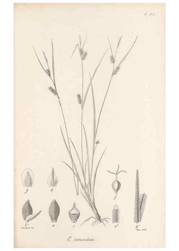 Reproducción/Reproduction 48683072342: Illustrations of the genus Carex. London :William Pamplin,1858-1867.. 