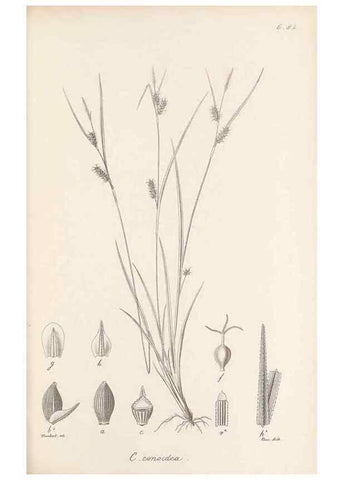 Reproducción/Reproduction 48683072342: Illustrations of the genus Carex. London :William Pamplin,1858-1867.. 