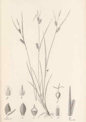 Reproducción/Reproduction 48683072342: Illustrations of the genus Carex. London :William Pamplin,1858-1867.. 