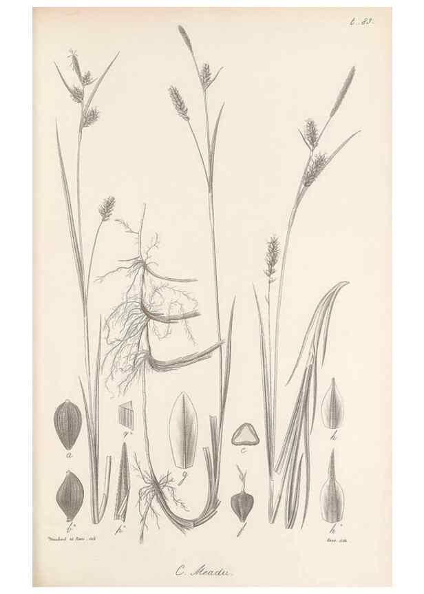 Reproducción/Reproduction 48683072647: Illustrations of the genus Carex. London :William Pamplin,1858-1867.. 