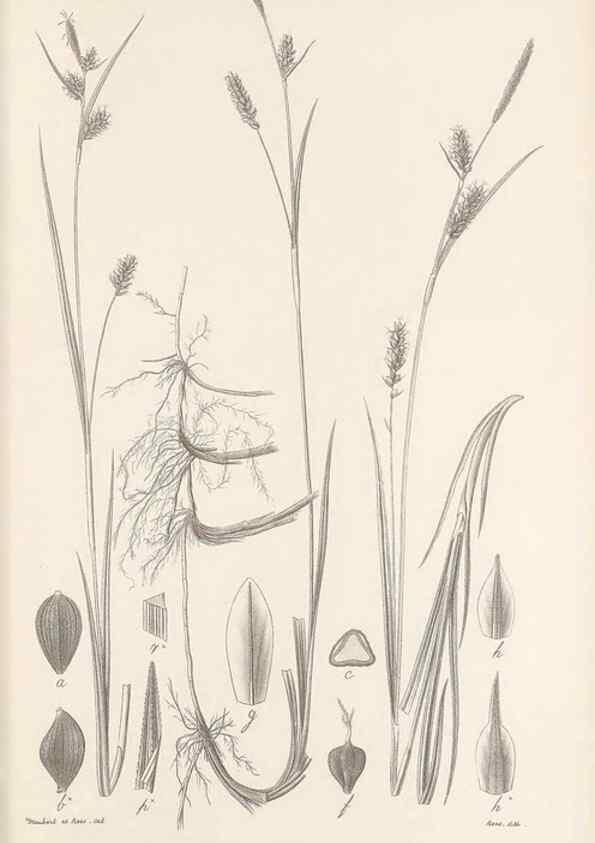 Reproducción/Reproduction 48683072647: Illustrations of the genus Carex. London :William Pamplin,1858-1867.. 