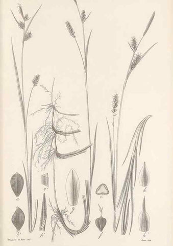 Reproducción/Reproduction 48683072647: Illustrations of the genus Carex. London :William Pamplin,1858-1867.. 