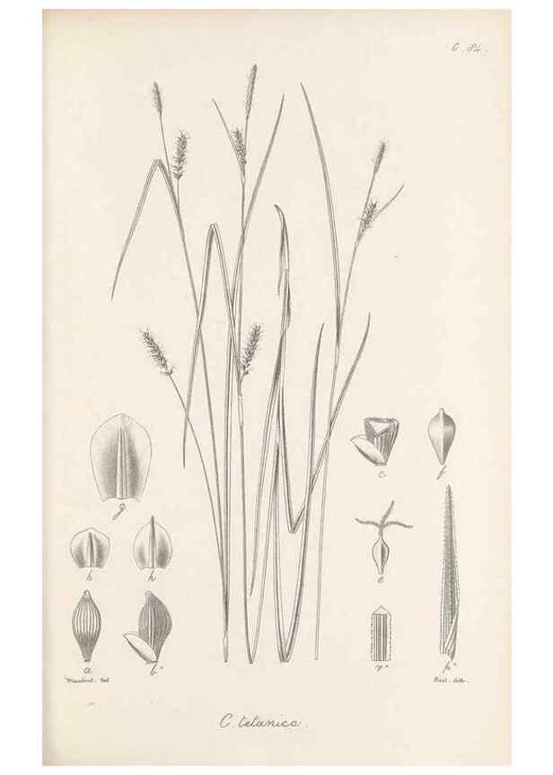Reproducción/Reproduction 48682557913: Illustrations of the genus Carex. London :William Pamplin,1858-1867.. 