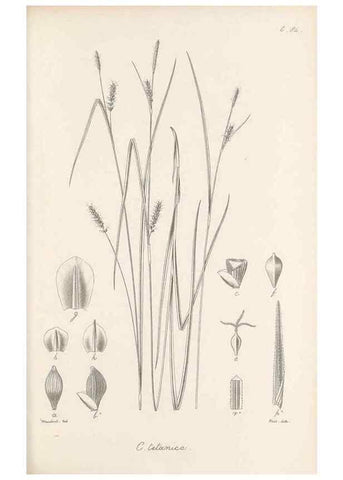 Reproducción/Reproduction 48682557913: Illustrations of the genus Carex. London :William Pamplin,1858-1867.. 