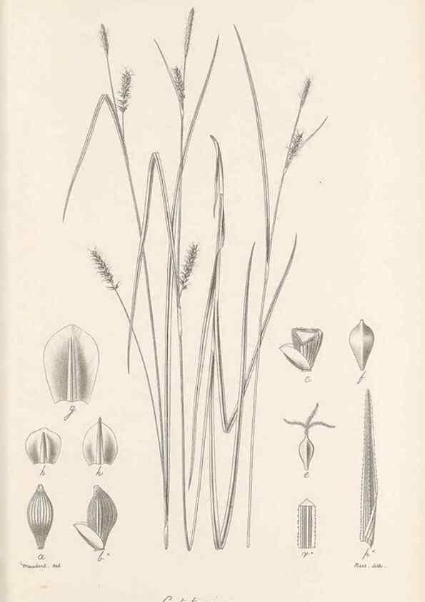 Reproducción/Reproduction 48682557913: Illustrations of the genus Carex. London :William Pamplin,1858-1867.. 