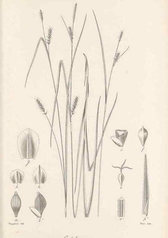 Reproducción/Reproduction 48682557913: Illustrations of the genus Carex. London :William Pamplin,1858-1867.. 