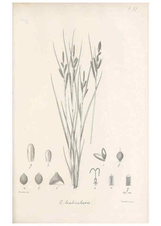 Reproducción/Reproduction 48682895966: Illustrations of the genus Carex. London :William Pamplin,1858-1867.. 