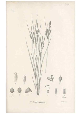 Reproducción/Reproduction 48682895966: Illustrations of the genus Carex. London :William Pamplin,1858-1867.. 