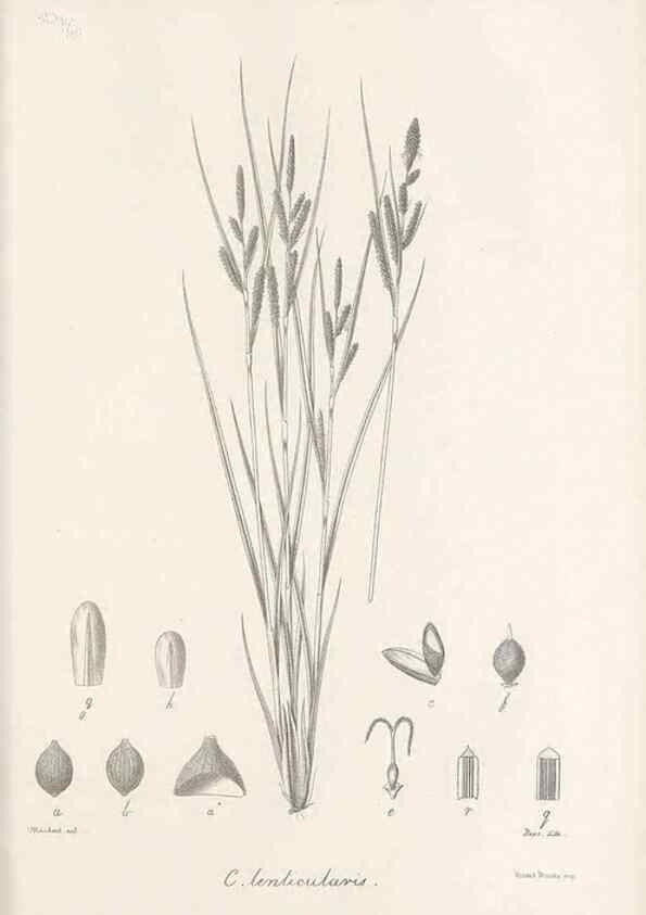 Reproducción/Reproduction 48682895966: Illustrations of the genus Carex. London :William Pamplin,1858-1867.. 