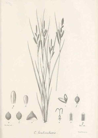 Reproducción/Reproduction 48682895966: Illustrations of the genus Carex. London :William Pamplin,1858-1867.. 