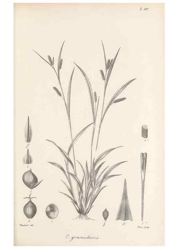 Reproducción/Reproduction 48682558128: Illustrations of the genus Carex. London :William Pamplin,1858-1867.. 