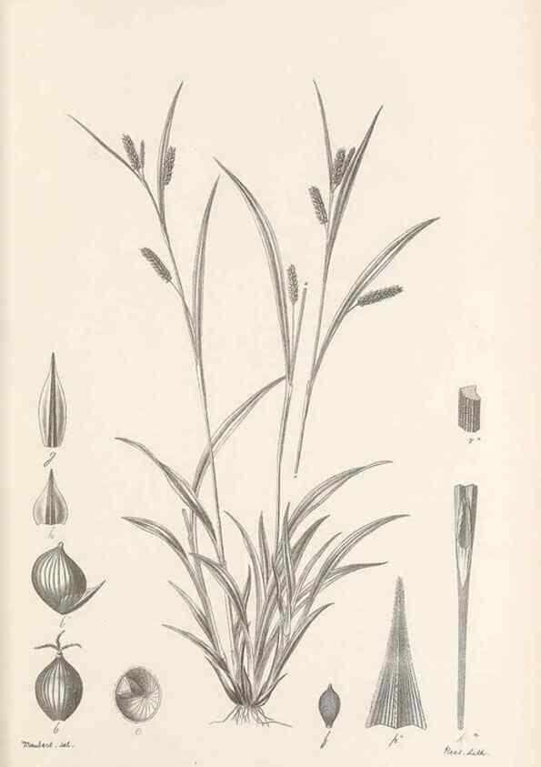 Reproducción/Reproduction 48682558128: Illustrations of the genus Carex. London :William Pamplin,1858-1867.. 