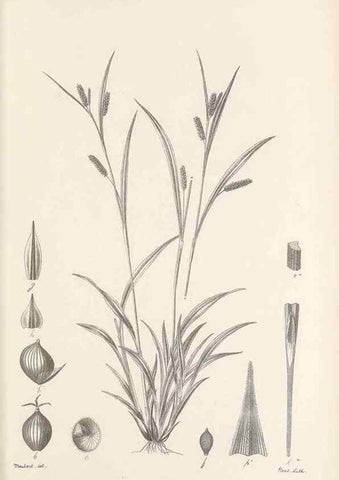 Reproducción/Reproduction 48682558128: Illustrations of the genus Carex. London :William Pamplin,1858-1867.. 