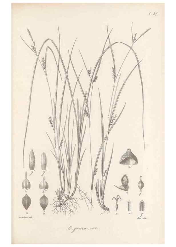 Reproducción/Reproduction 48682898801: Illustrations of the genus Carex. London :William Pamplin,1858-1867.. 