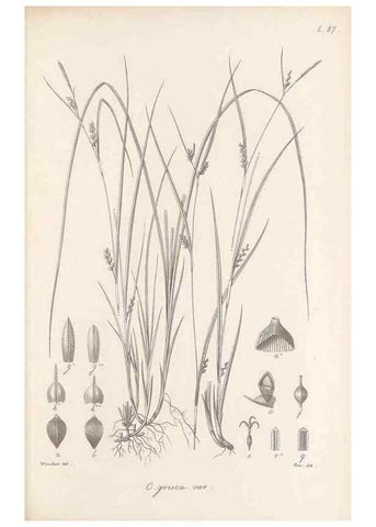 Reproducción/Reproduction 48682898801: Illustrations of the genus Carex. London :William Pamplin,1858-1867.. 