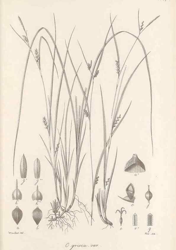 Reproducción/Reproduction 48682898801: Illustrations of the genus Carex. London :William Pamplin,1858-1867.. 