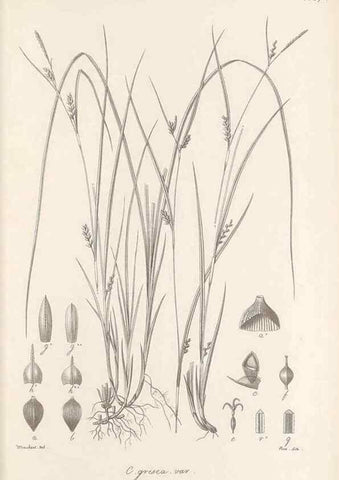 Reproducción/Reproduction 48682898801: Illustrations of the genus Carex. London :William Pamplin,1858-1867.. 
