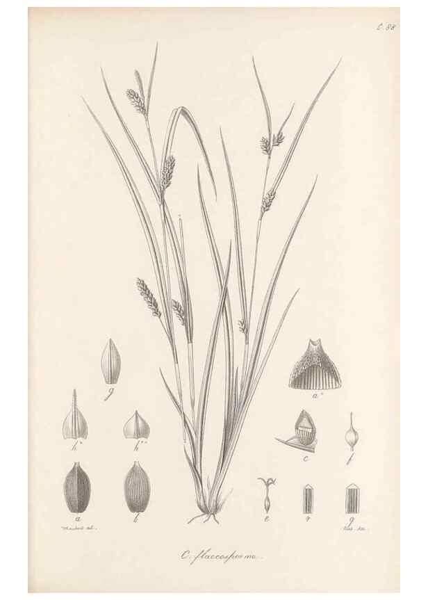 Reproducción/Reproduction 48683073997: Illustrations of the genus Carex. London :William Pamplin,1858-1867.. 