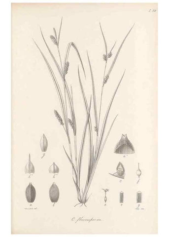 Reproducción/Reproduction 48683073997: Illustrations of the genus Carex. London :William Pamplin,1858-1867.. 