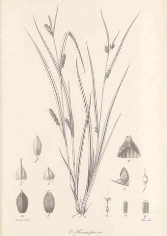Reproducción/Reproduction 48683073997: Illustrations of the genus Carex. London :William Pamplin,1858-1867.. 