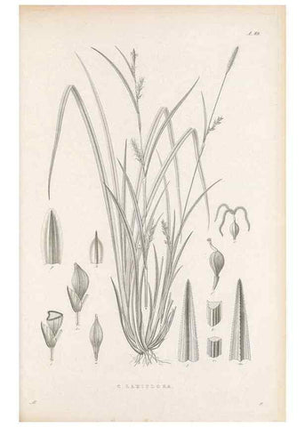 Reproducción/Reproduction 48683074317: Illustrations of the genus Carex. London :William Pamplin,1858-1867.. 