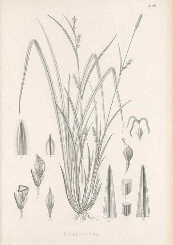 Reproducción/Reproduction 48683074317: Illustrations of the genus Carex. London :William Pamplin,1858-1867.. 