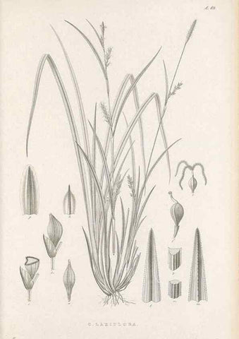 Reproducción/Reproduction 48683074317: Illustrations of the genus Carex. London :William Pamplin,1858-1867.. 