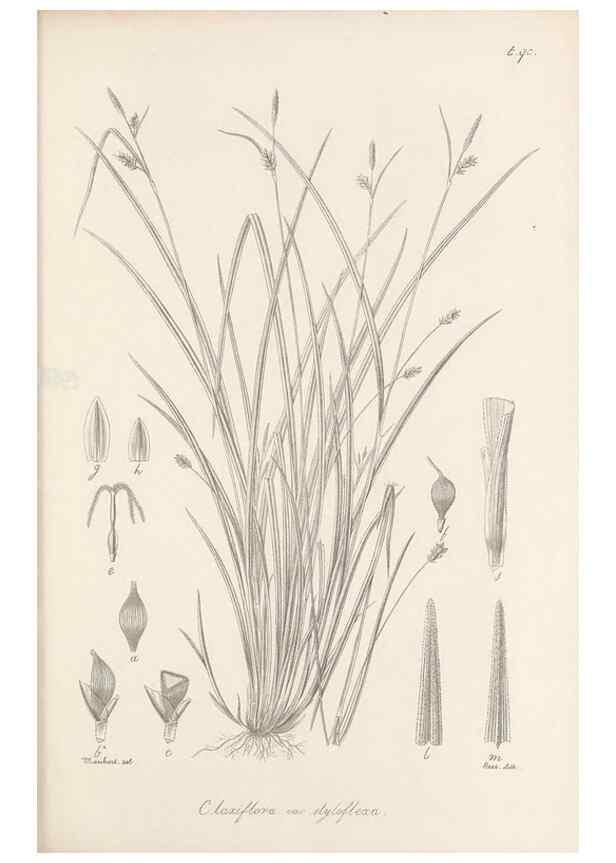 Reproducción/Reproduction 48683074747: Illustrations of the genus Carex. London :William Pamplin,1858-1867.. 