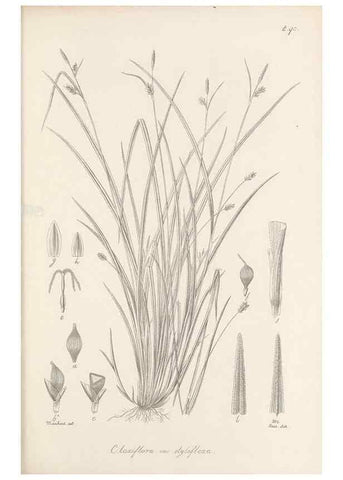 Reproducción/Reproduction 48683074747: Illustrations of the genus Carex. London :William Pamplin,1858-1867.. 