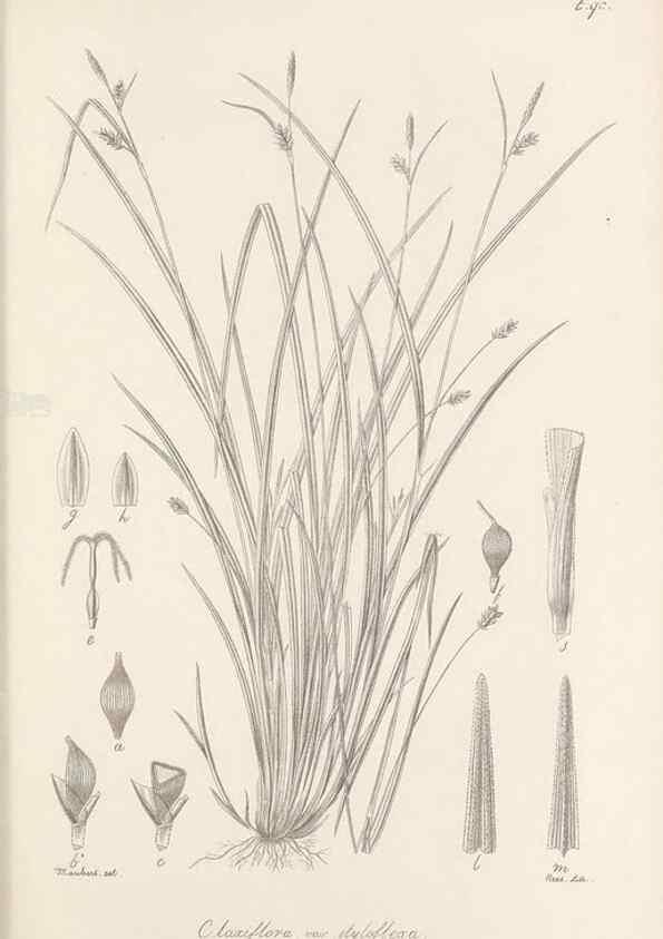 Reproducción/Reproduction 48683074747: Illustrations of the genus Carex. London :William Pamplin,1858-1867.. 