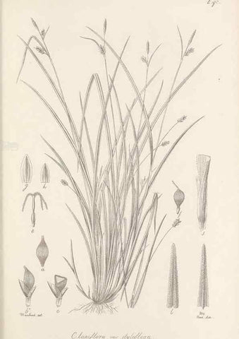 Reproducción/Reproduction 48683074747: Illustrations of the genus Carex. London :William Pamplin,1858-1867.. 