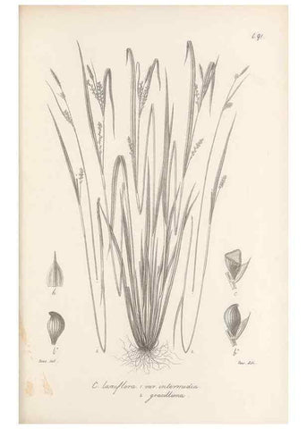 Reproducción/Reproduction 48682900186: Illustrations of the genus Carex. London :William Pamplin,1858-1867.. 