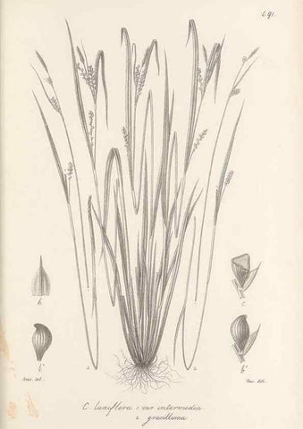 Reproducción/Reproduction 48682900186: Illustrations of the genus Carex. London :William Pamplin,1858-1867.. 