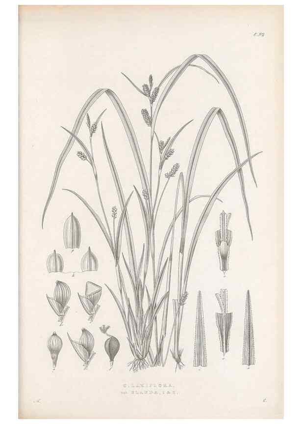 Reproducción/Reproduction 48682900441: Illustrations of the genus Carex. London :William Pamplin,1858-1867.. 
