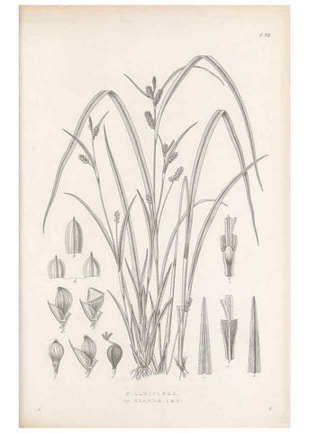 Reproducción/Reproduction 48682900441: Illustrations of the genus Carex. London :William Pamplin,1858-1867.. 