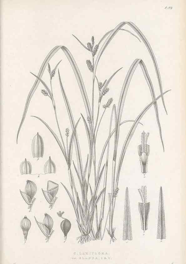 Reproducción/Reproduction 48682900441: Illustrations of the genus Carex. London :William Pamplin,1858-1867.. 