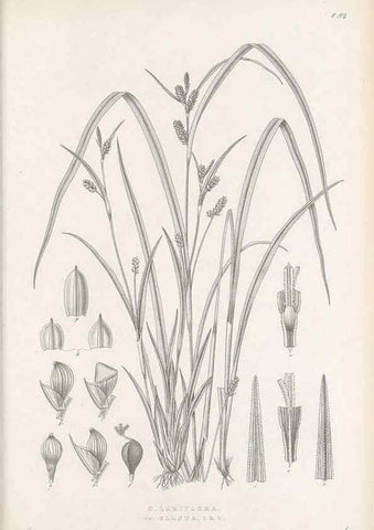Reproducción/Reproduction 48682900441: Illustrations of the genus Carex. London :William Pamplin,1858-1867.. 