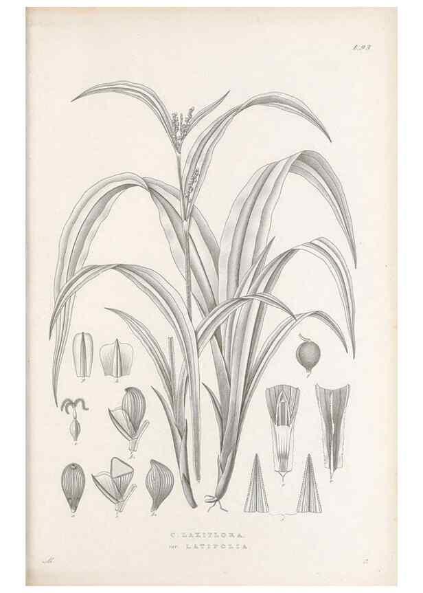 Reproducción/Reproduction 48683075512: Illustrations of the genus Carex. London :William Pamplin,1858-1867.. 
