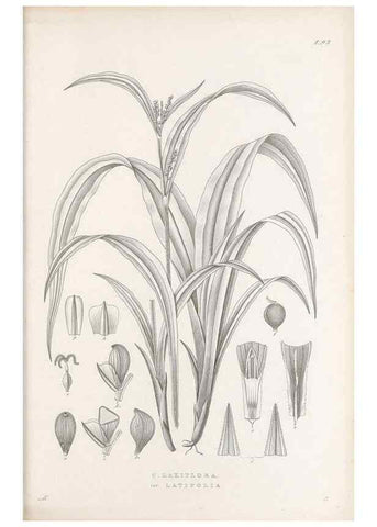 Reproducción/Reproduction 48683075512: Illustrations of the genus Carex. London :William Pamplin,1858-1867.. 