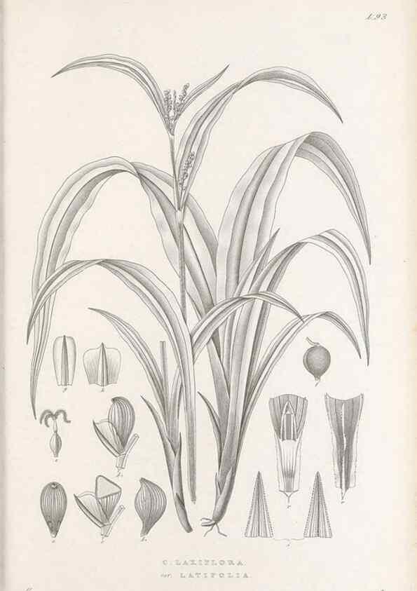 Reproducción/Reproduction 48683075512: Illustrations of the genus Carex. London :William Pamplin,1858-1867.. 