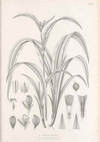 Reproducción/Reproduction 48683075512: Illustrations of the genus Carex. London :William Pamplin,1858-1867.. 