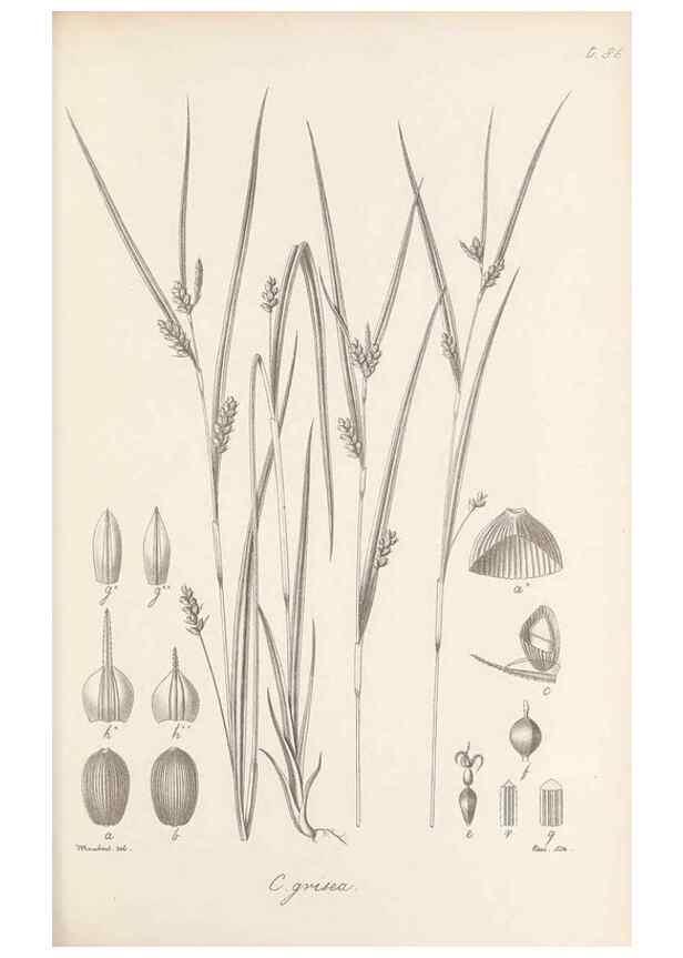Reproducción/Reproduction 48683073287: Illustrations of the genus Carex. London :William Pamplin,1858-1867.. 