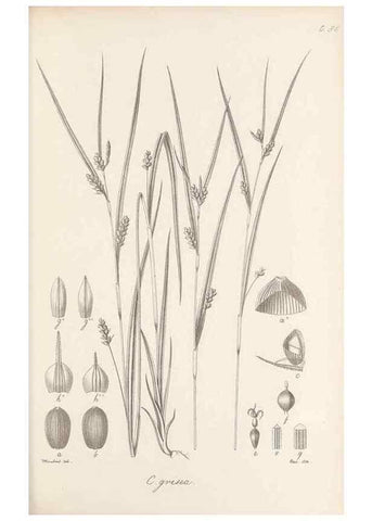 Reproducción/Reproduction 48683073287: Illustrations of the genus Carex. London :William Pamplin,1858-1867.. 