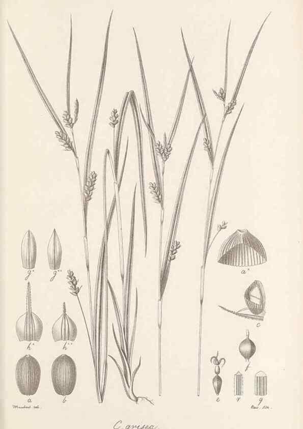 Reproducción/Reproduction 48683073287: Illustrations of the genus Carex. London :William Pamplin,1858-1867.. 