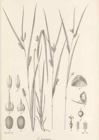 Reproducción/Reproduction 48683073287: Illustrations of the genus Carex. London :William Pamplin,1858-1867.. 