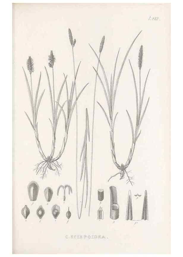 Reproducción/Reproduction 48683515067: Illustrations of the genus Carex. London :William Pamplin,1858-1867.. 