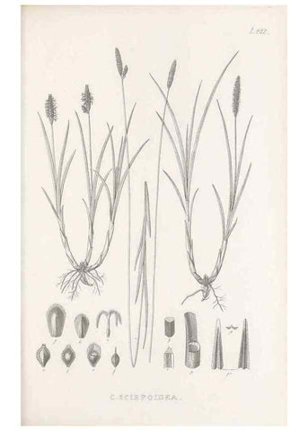 Reproducción/Reproduction 48683515067: Illustrations of the genus Carex. London :William Pamplin,1858-1867.. 